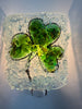 Shamrock Night Light - RebornGlass.com