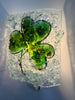 Shamrock Night Light - RebornGlass.com